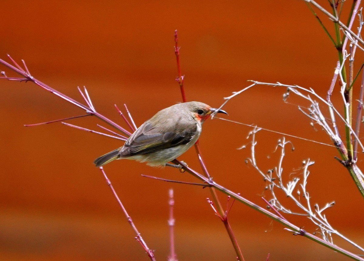 Red-collared Myzomela - jerry pruett