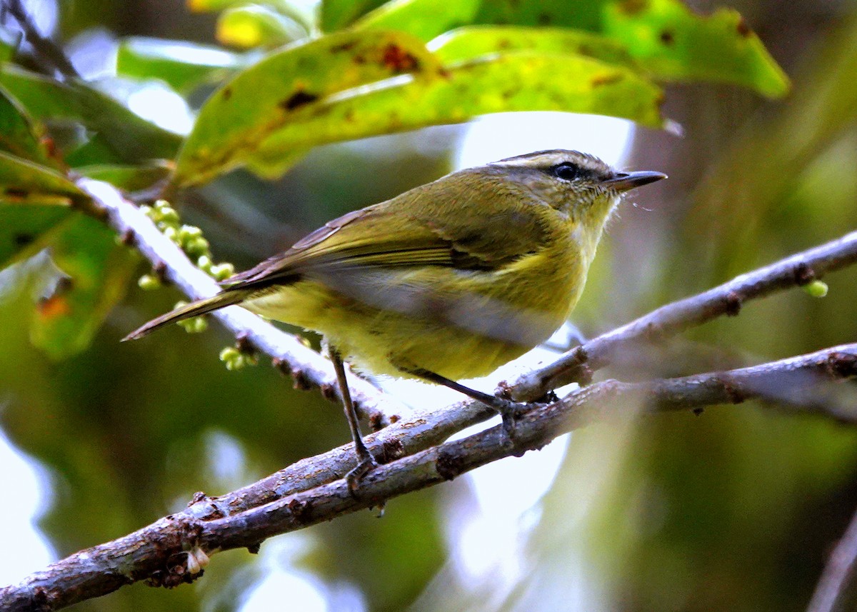 Island Leaf Warbler - ML516412001