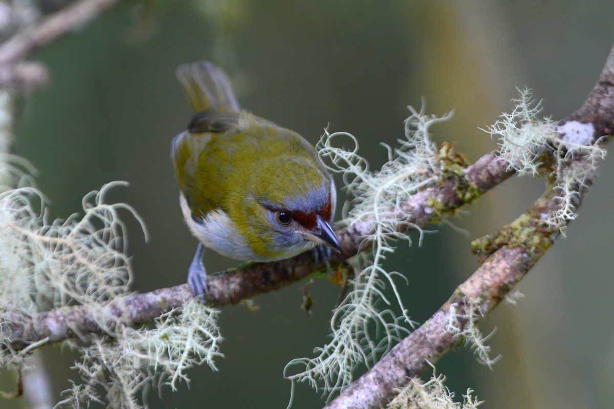 Black-billed Peppershrike - David Hollie