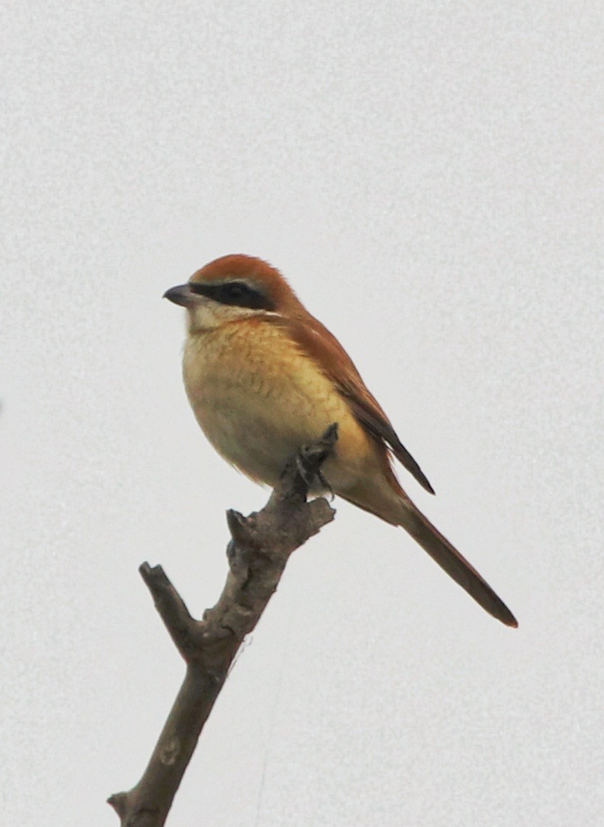 Brown Shrike - ML516416861