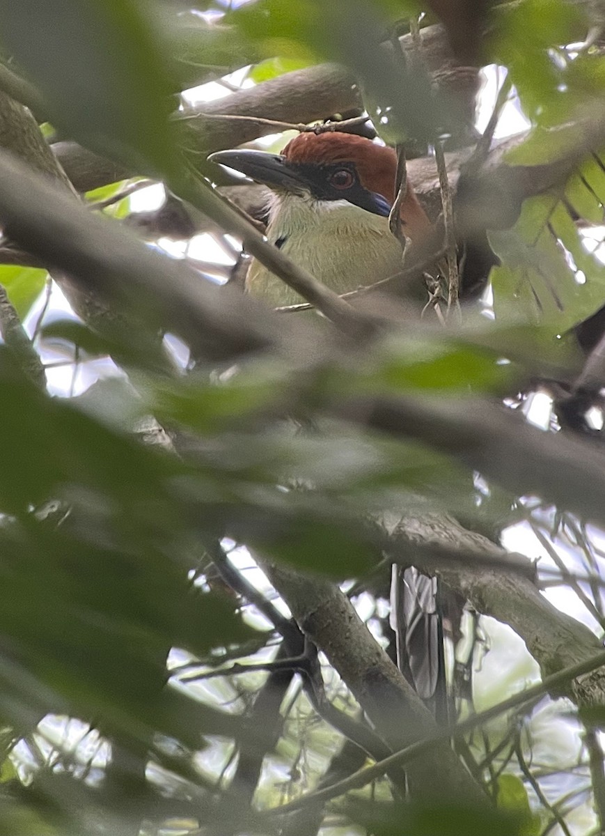 Russet-crowned Motmot - Nancy Overholtz