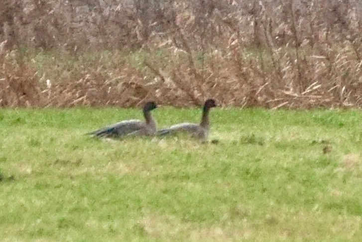 Pink-footed Goose - ML516419081