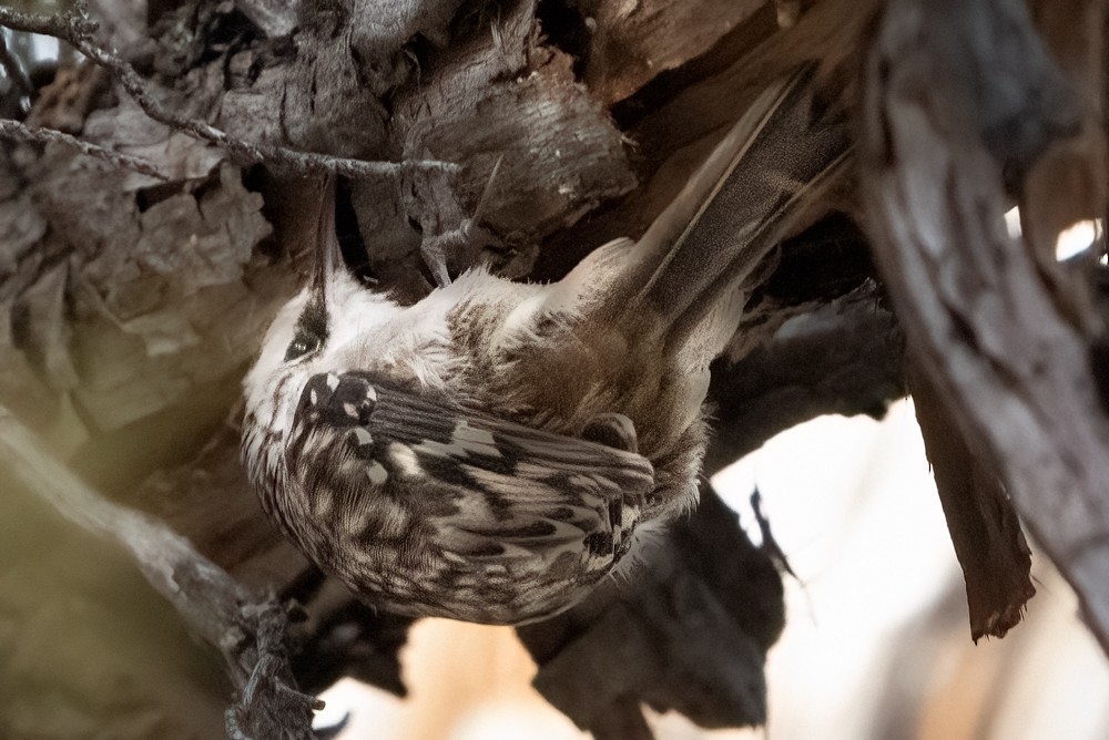 Brown Creeper - ML516419611