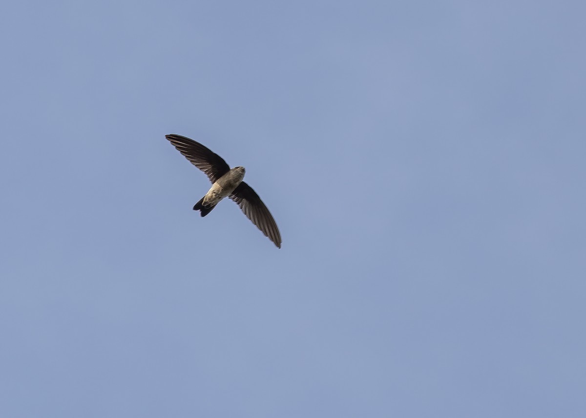 Germain's Swiftlet - ML516420981