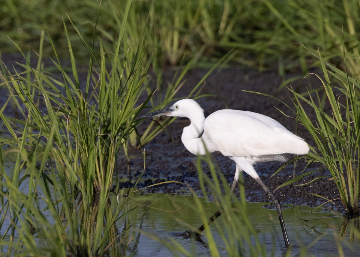 Little Egret - ML516421181