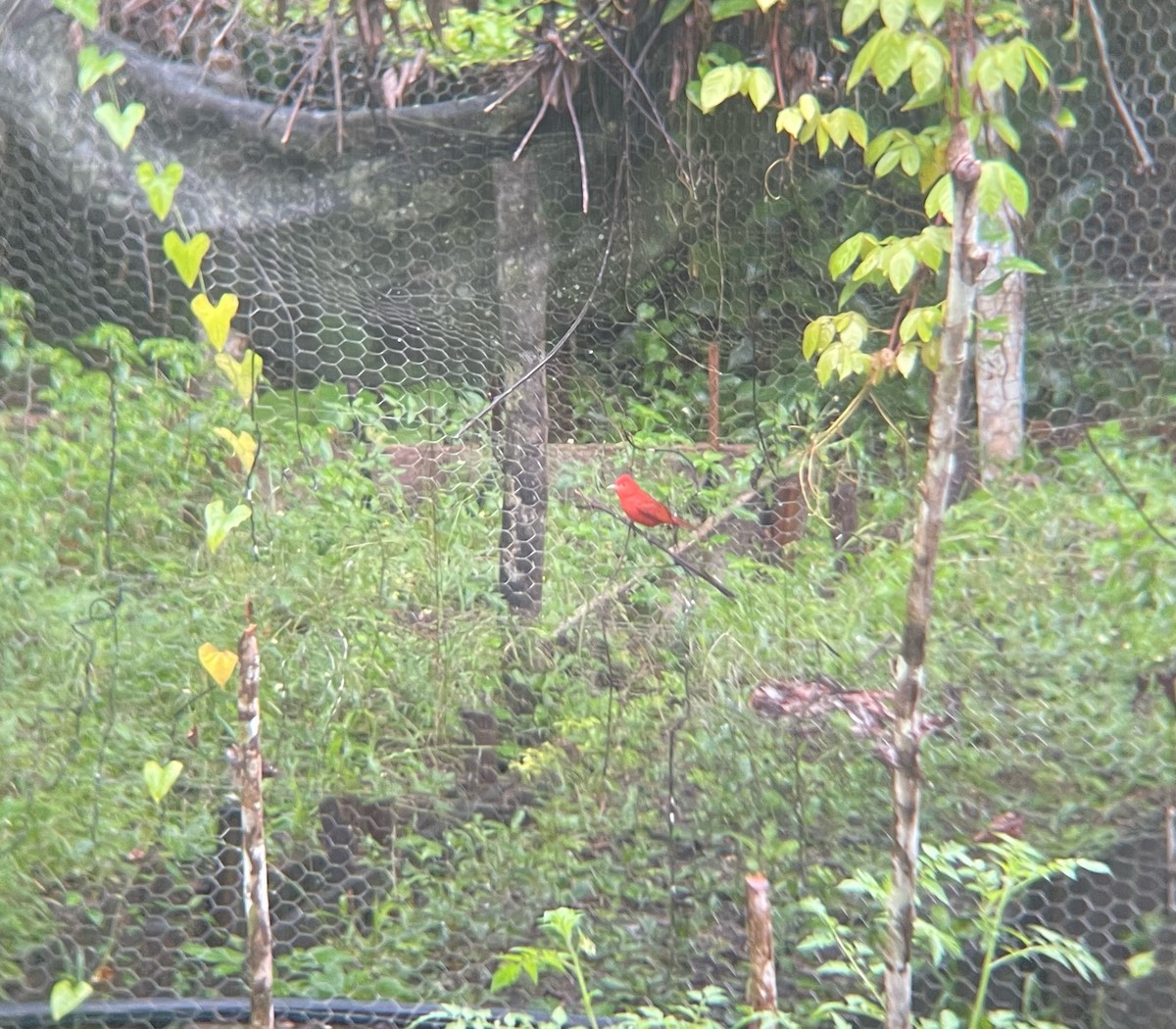 Summer Tanager - ML516421301