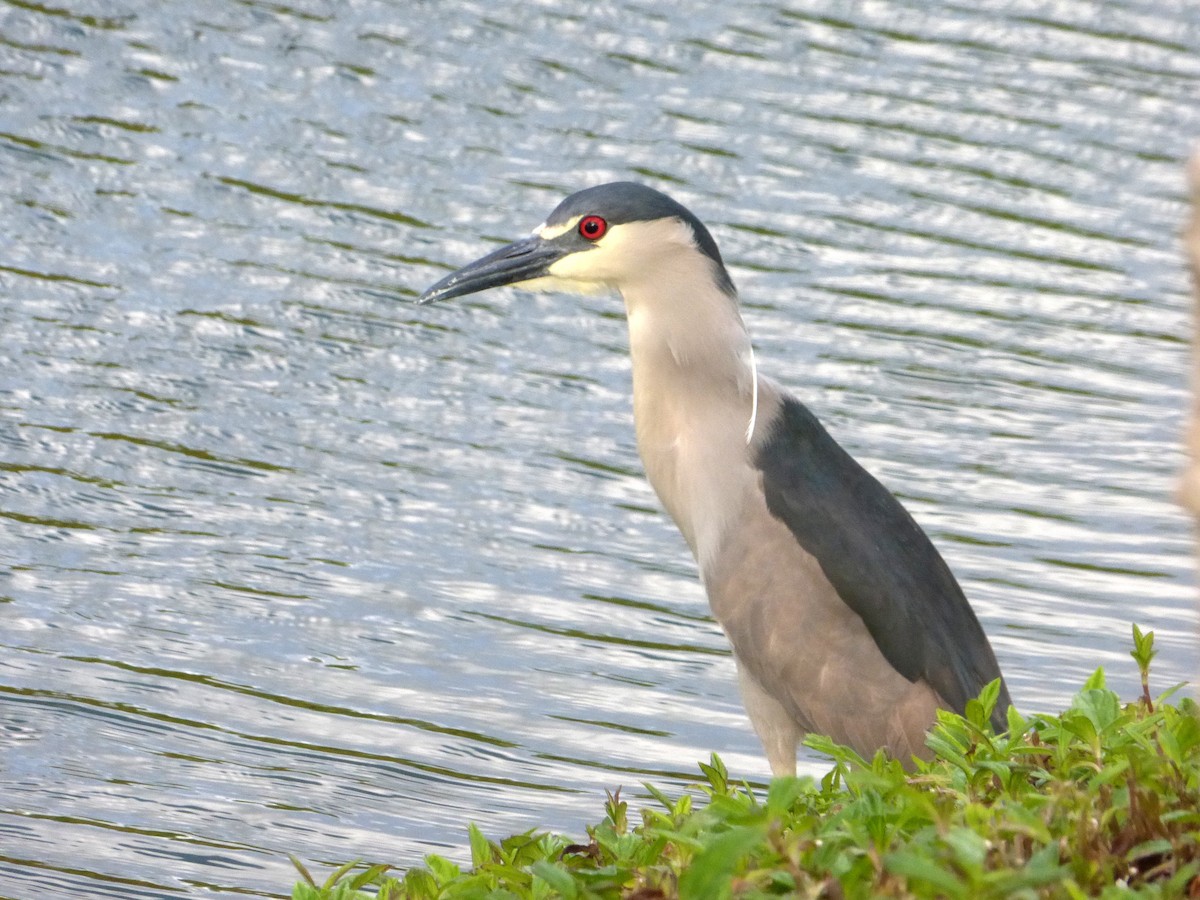 Black-crowned Night Heron - ML51642151