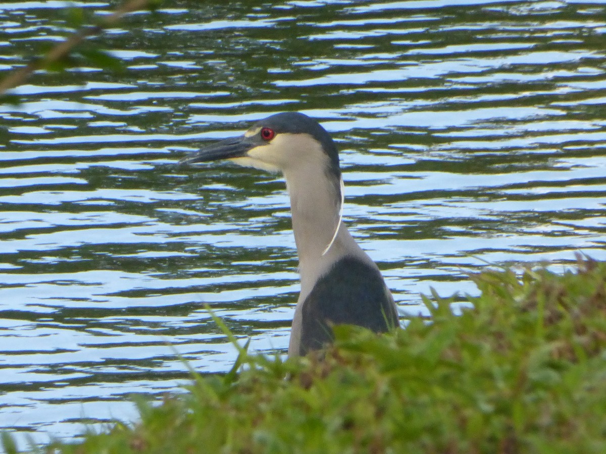 Black-crowned Night Heron - ML51642161