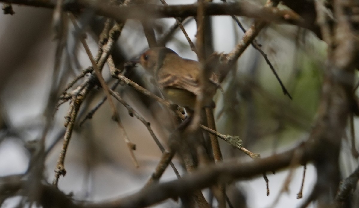 rustfjespygmétyrann - ML516422071