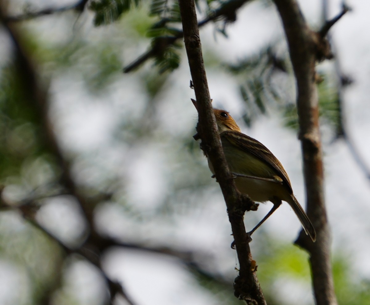 rustfjespygmétyrann - ML516422091