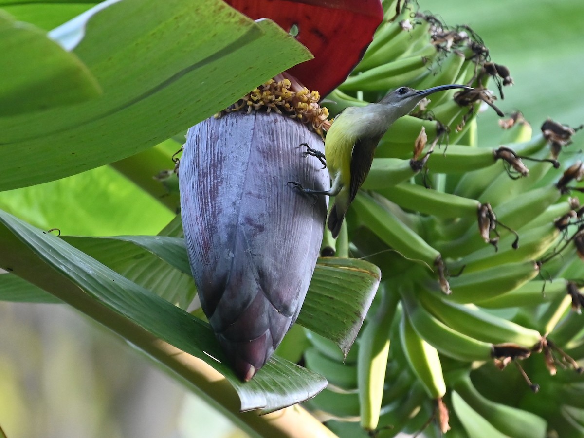 Little Spiderhunter - ML516422851