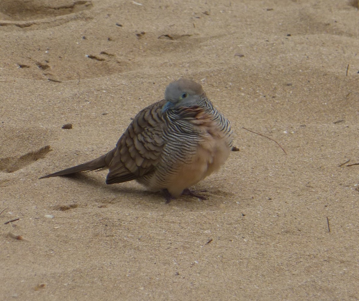 Zebra Dove - ML51642371