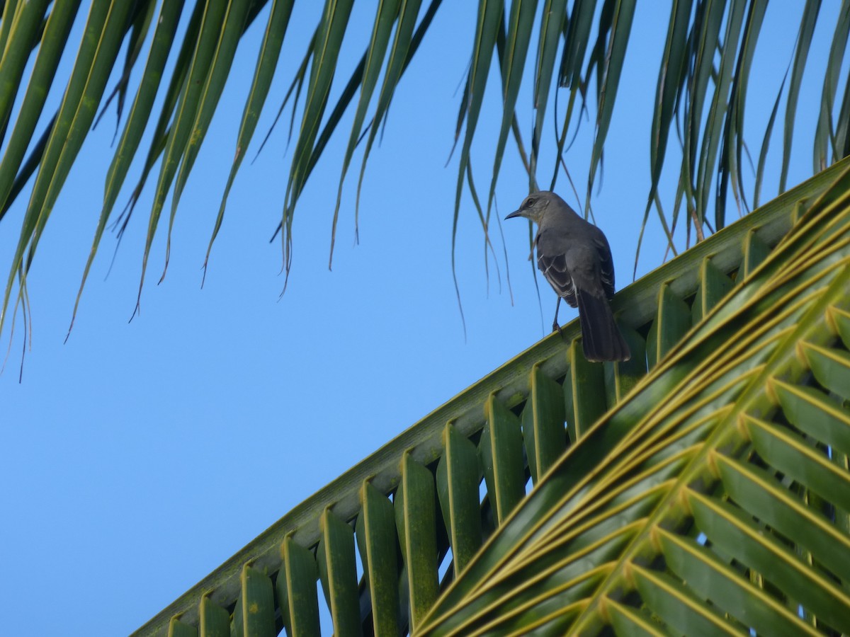 Northern Mockingbird - ML51642491