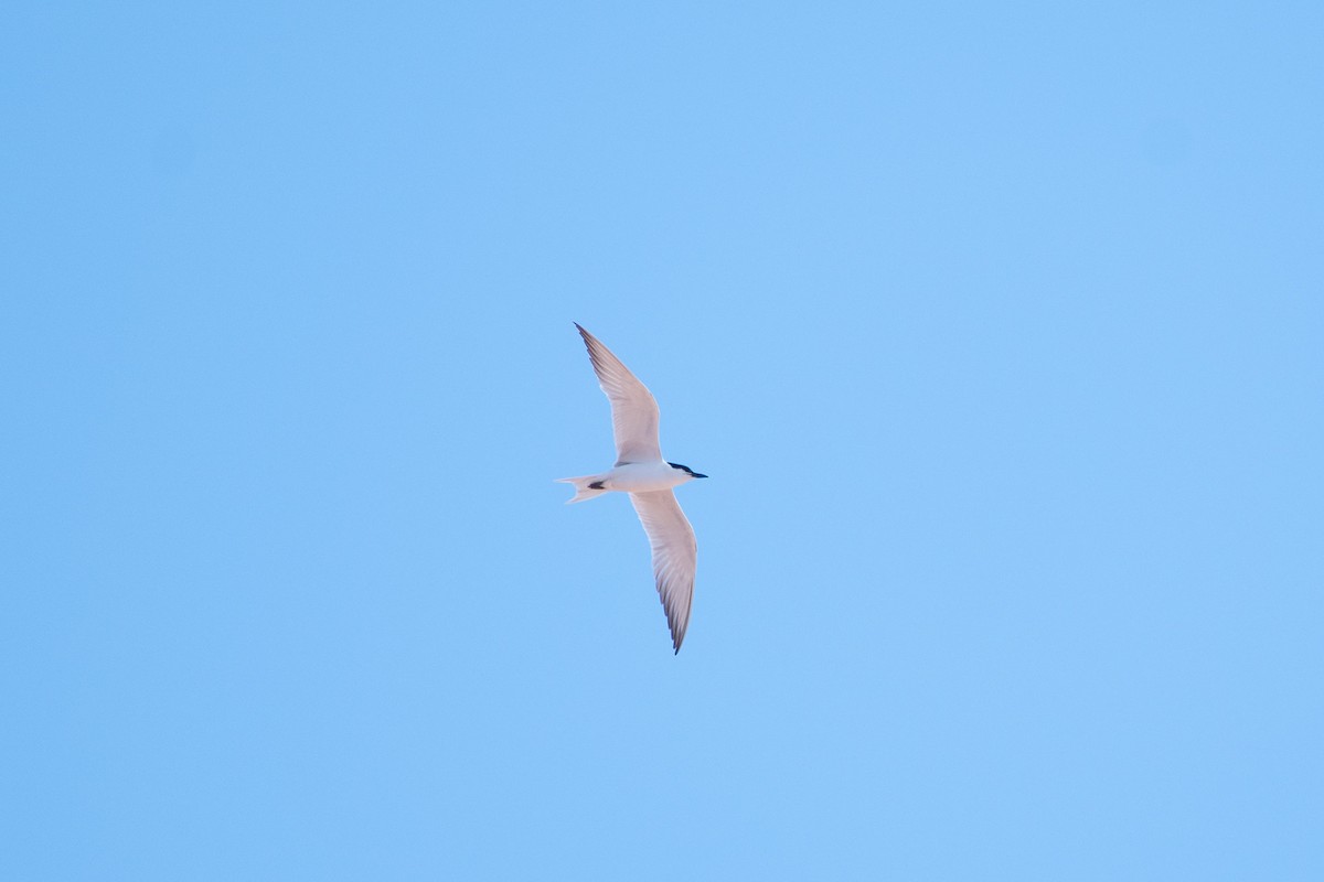 Gull-billed Tern - ML516425571