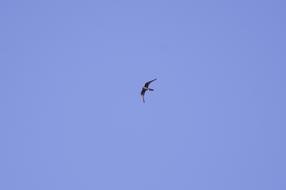 Eleonora's Falcon - ML516425871