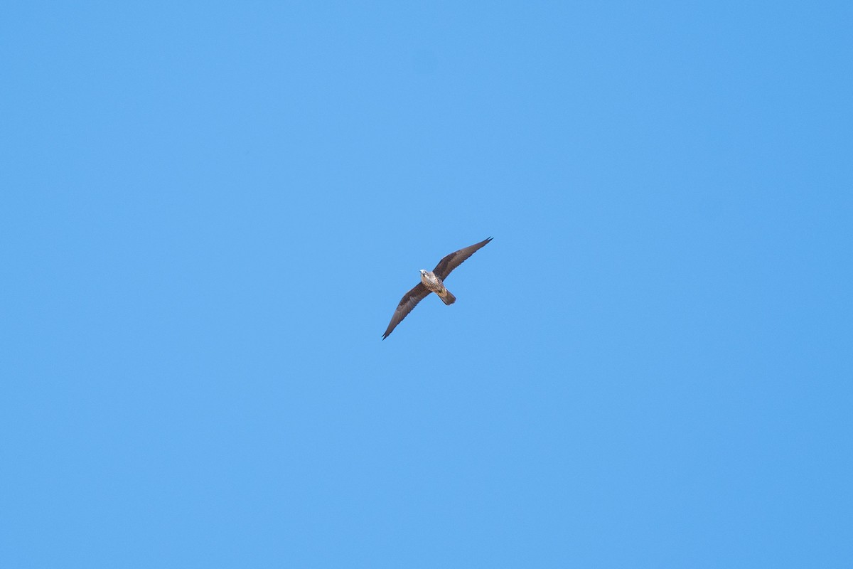 Eleonora's Falcon - ML516425881