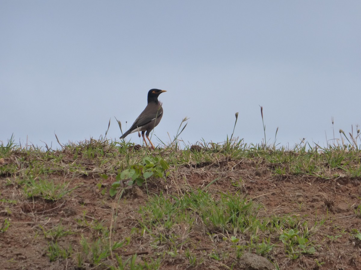 Common Myna - ML51642681