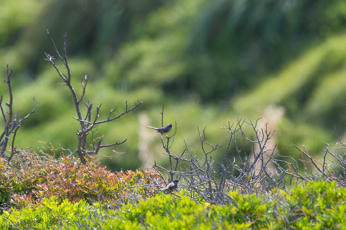 Balearic Warbler - ML516428611