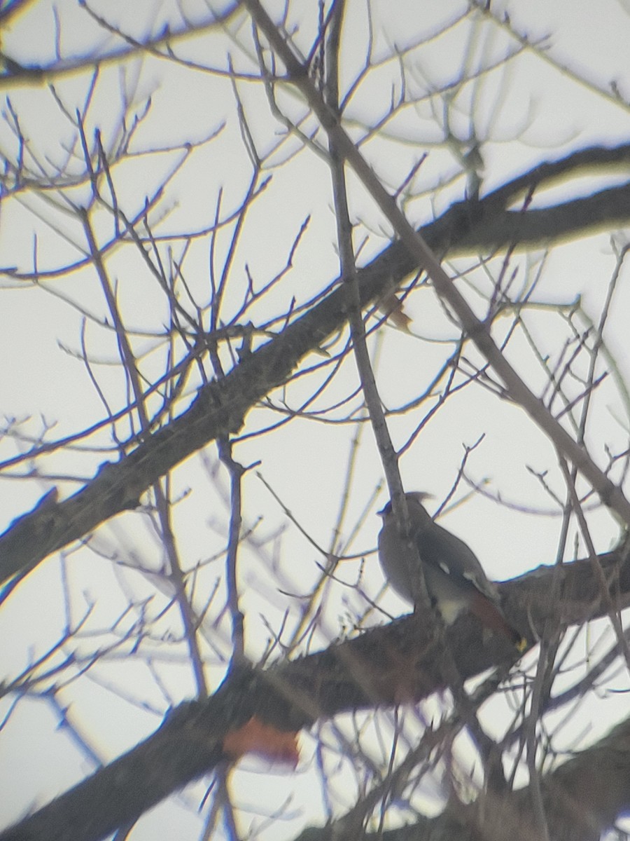 黃連雀 - ML516429841