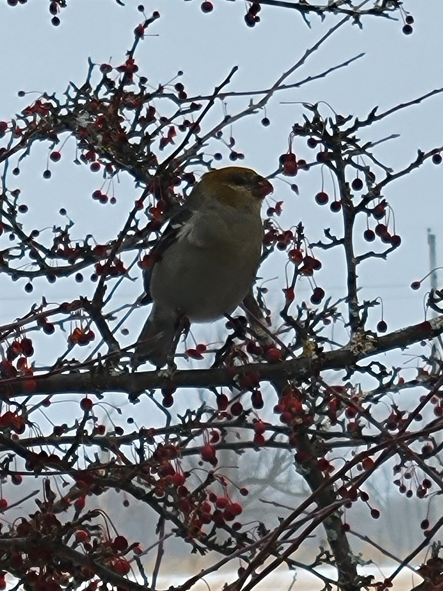 Pine Grosbeak - ML516429911