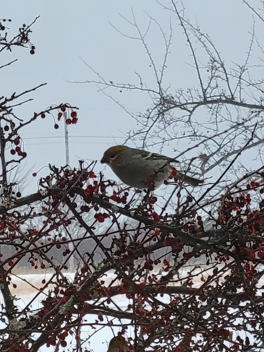 Pine Grosbeak - ML516429921