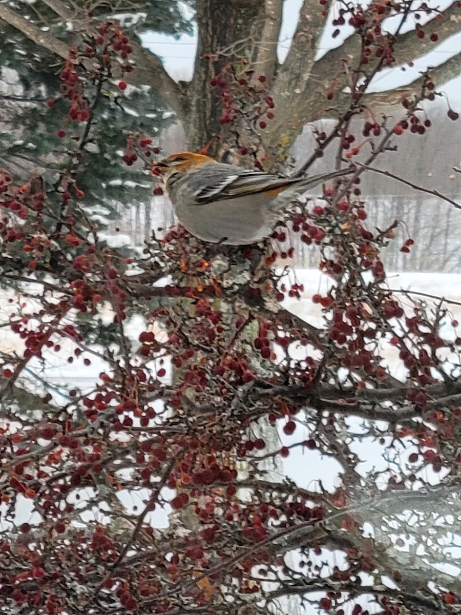 Pine Grosbeak - ML516429941