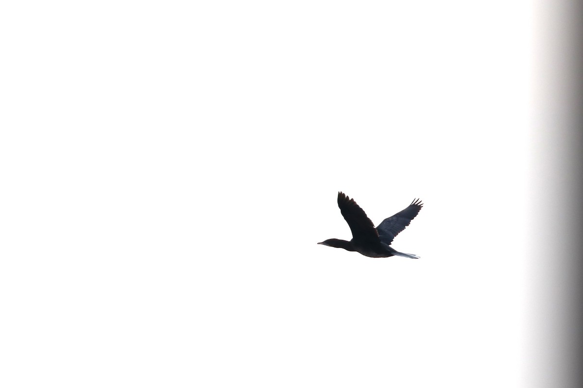 Pygmy Cormorant - ML516430011