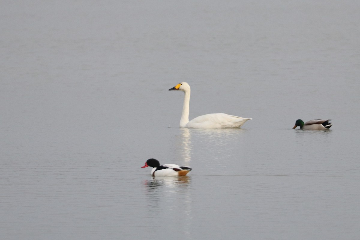 Cygne siffleur - ML516430031