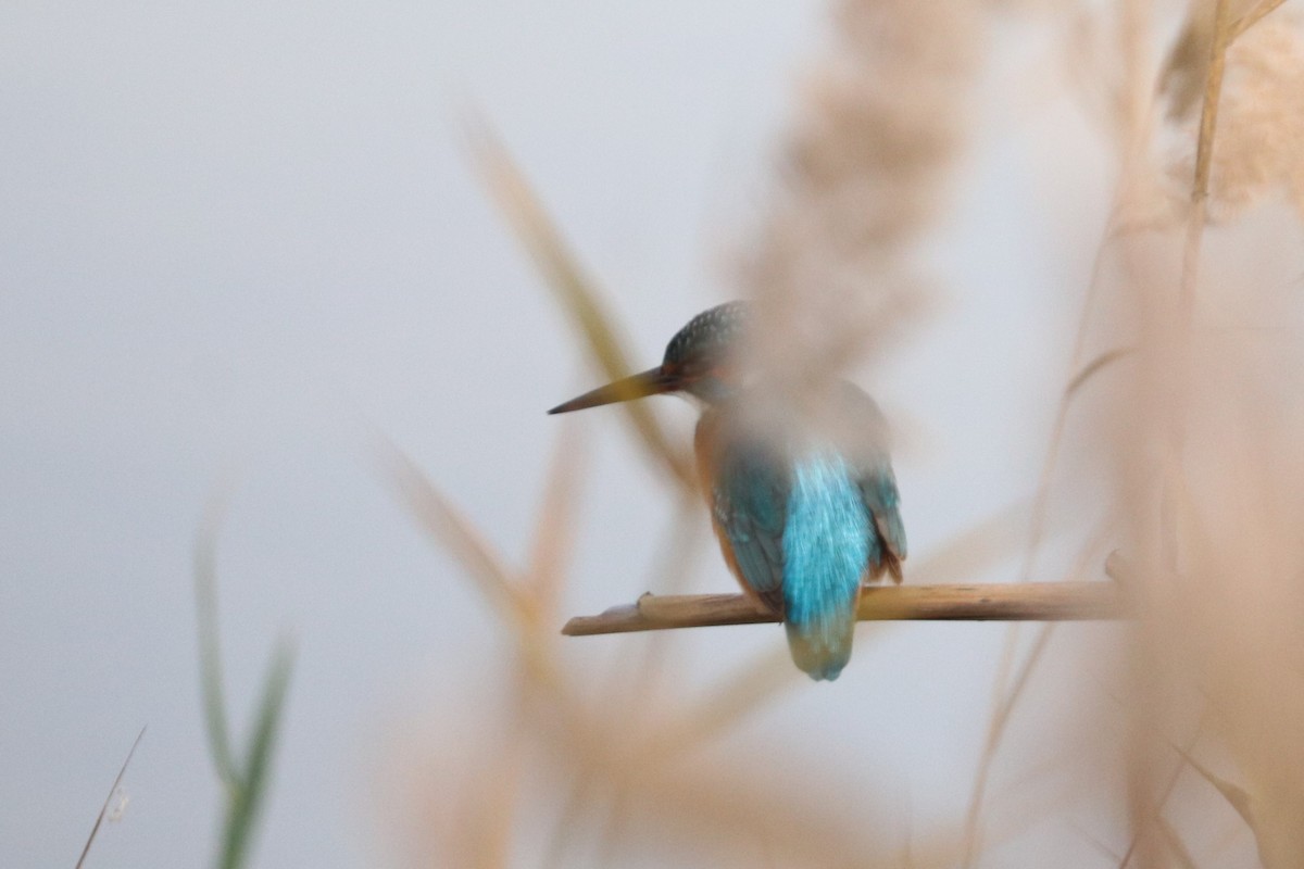 Common Kingfisher - ML516430051