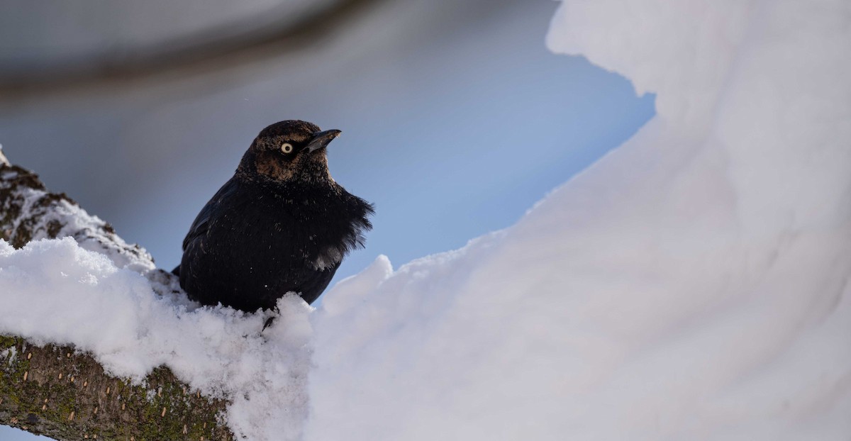 Rusty Blackbird - Karen Lee Lewis