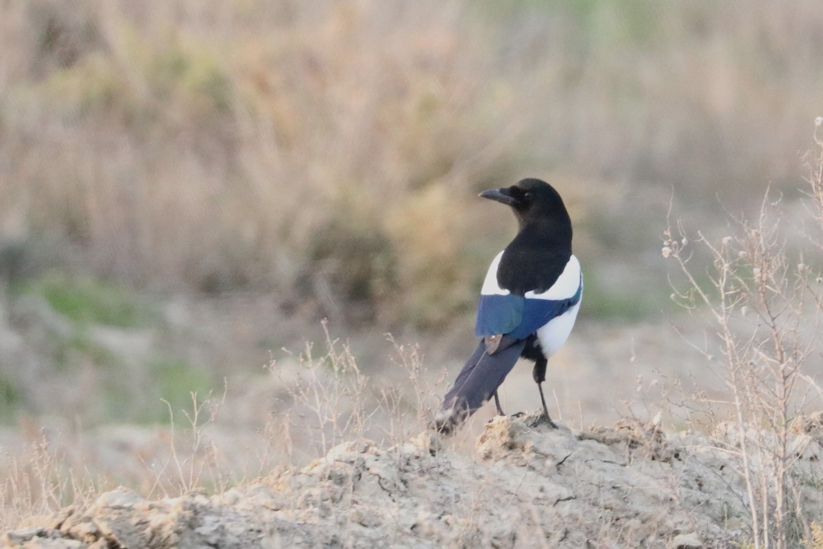 Eurasian Magpie - ML516430311