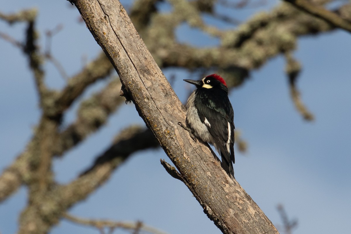 Acorn Woodpecker - Audrey Addison