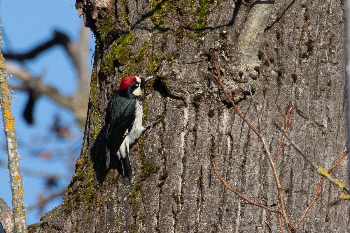 Acorn Woodpecker - ML516430421