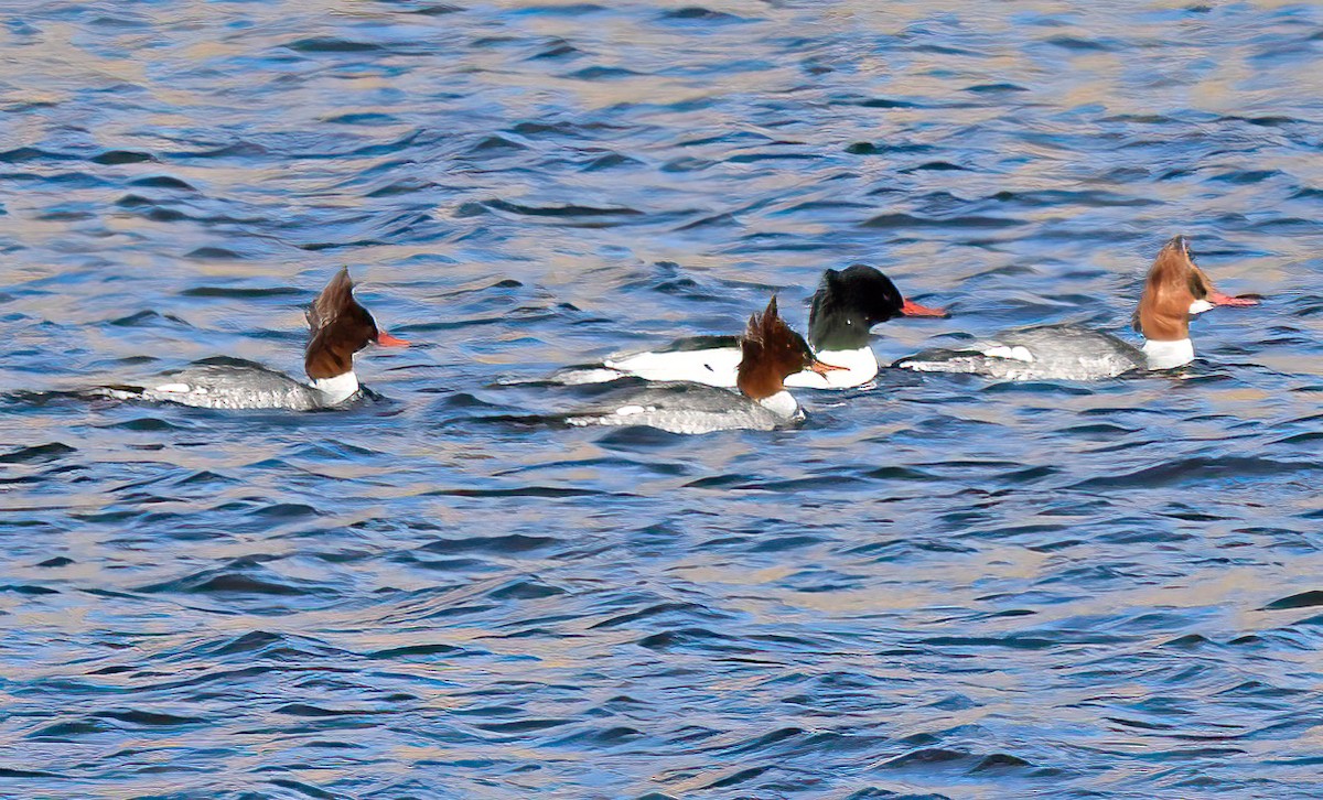 Common Merganser - ML516430611