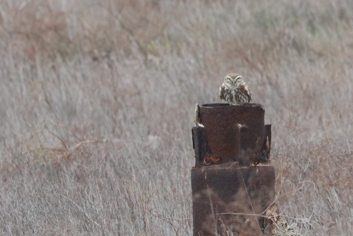 Little Owl - ML516431231