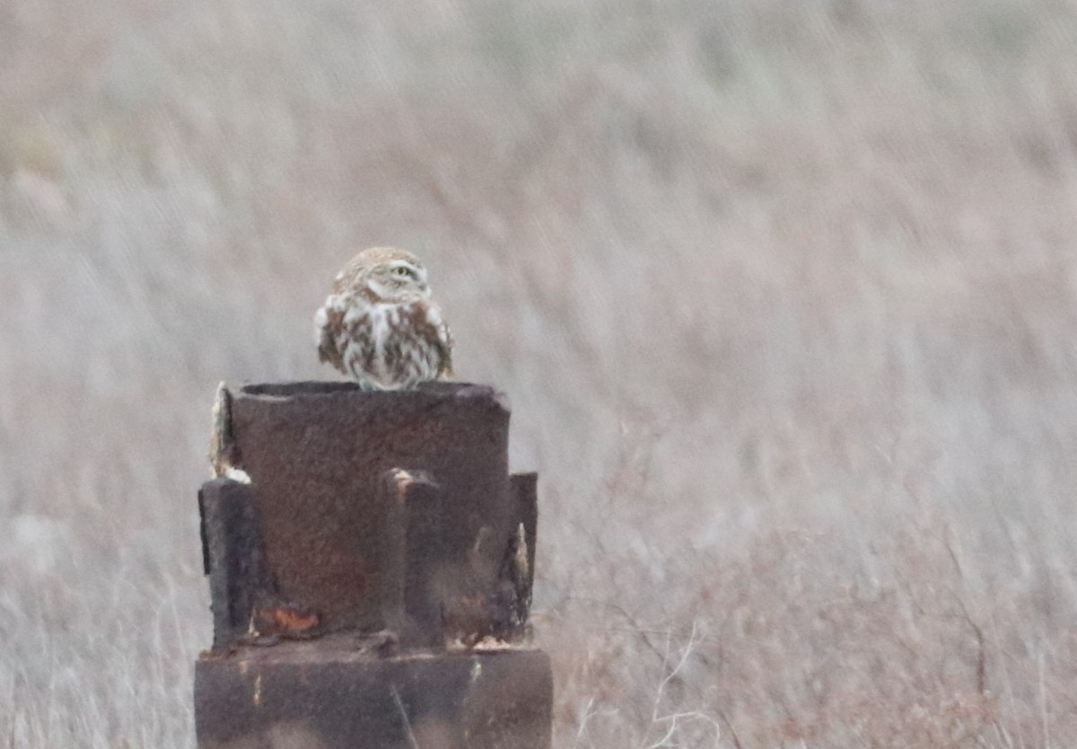 Little Owl - ML516431261