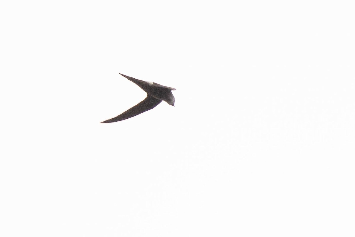 Pacific Swift - ML516431761