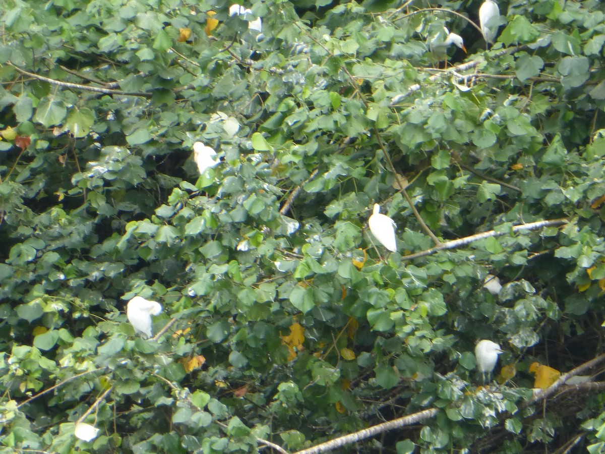 Western Cattle Egret - ML51643221