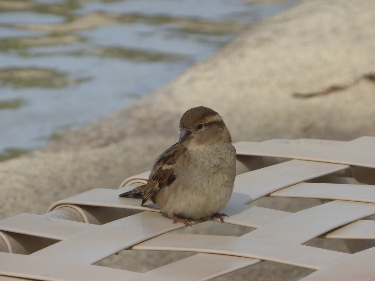 House Sparrow - ML51643421