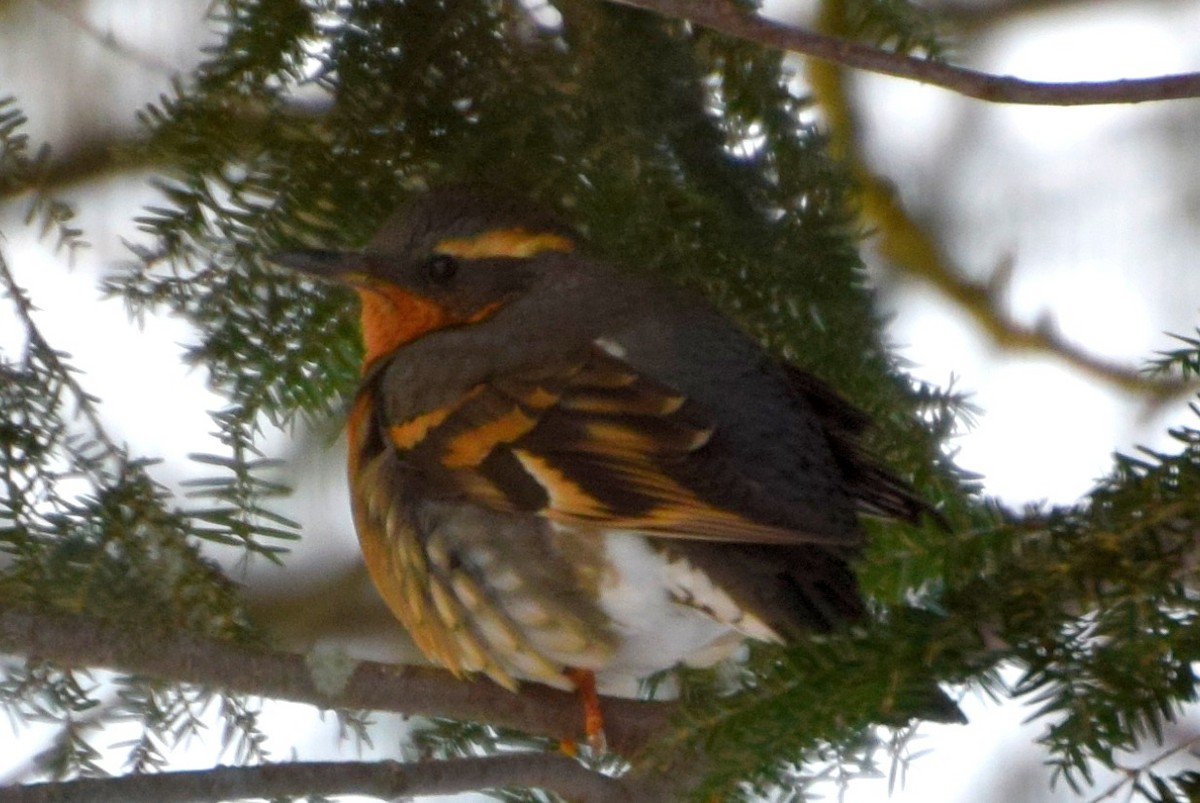 Varied Thrush - ML516435241