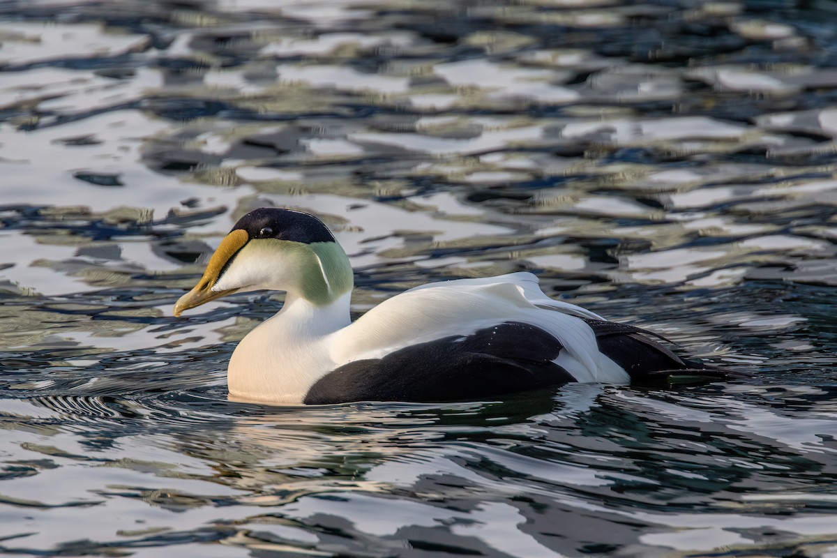 Common Eider (Dresser's) - ML516436141