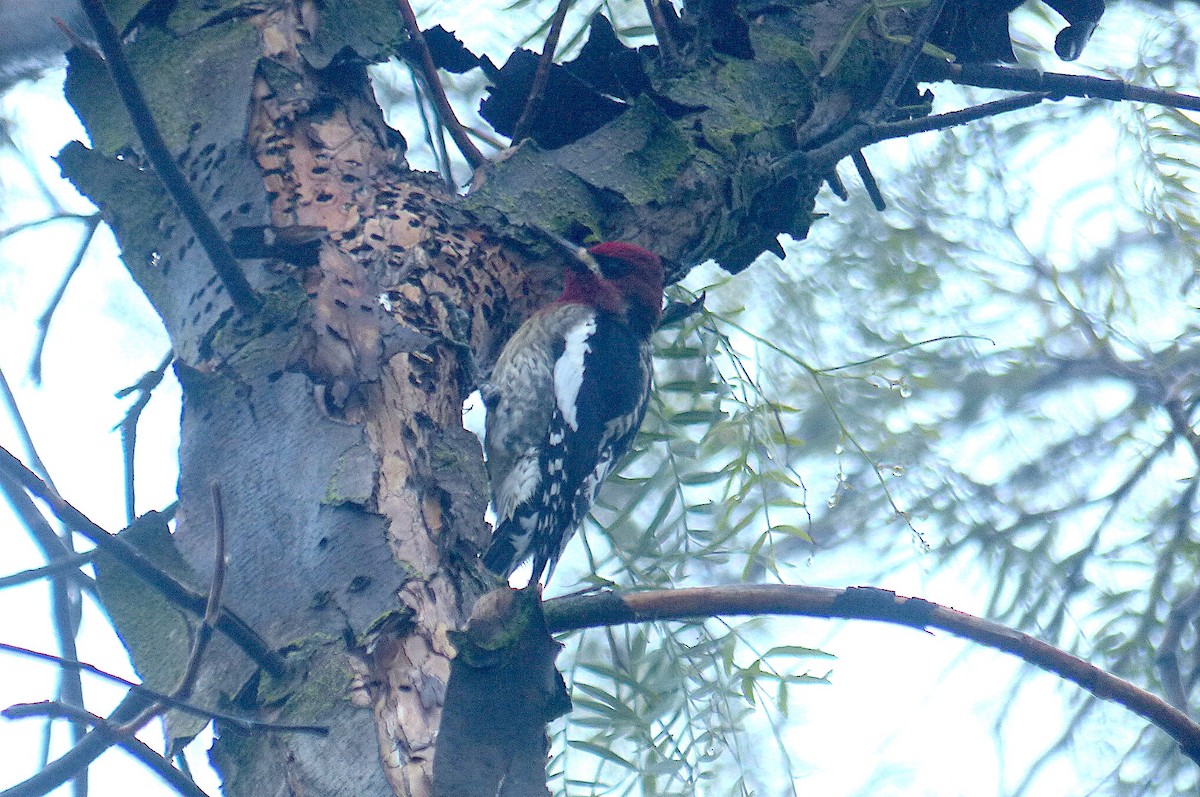 Red-breasted Sapsucker - ML516436451
