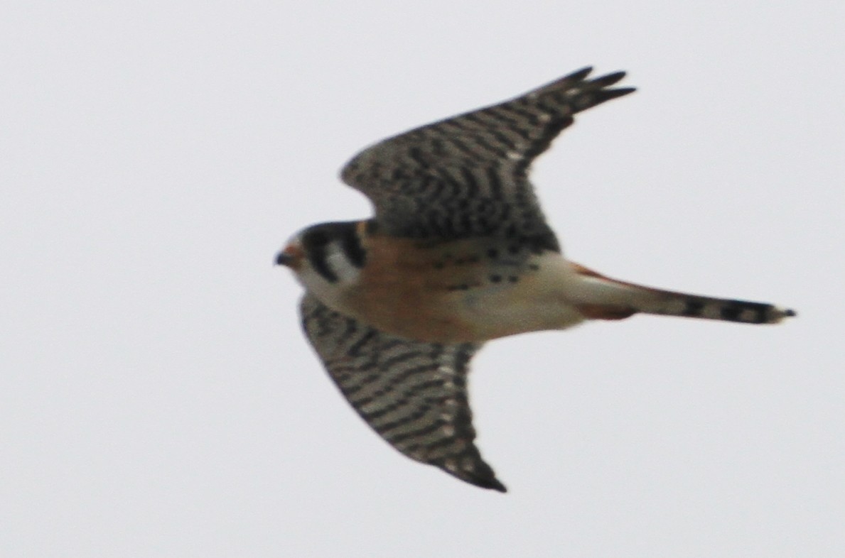 American Kestrel - ML51643681