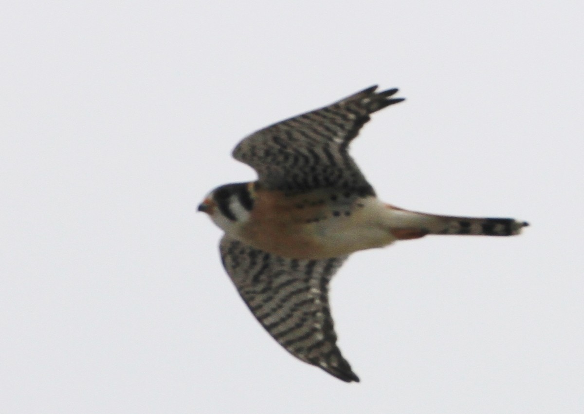 American Kestrel - ML51643691