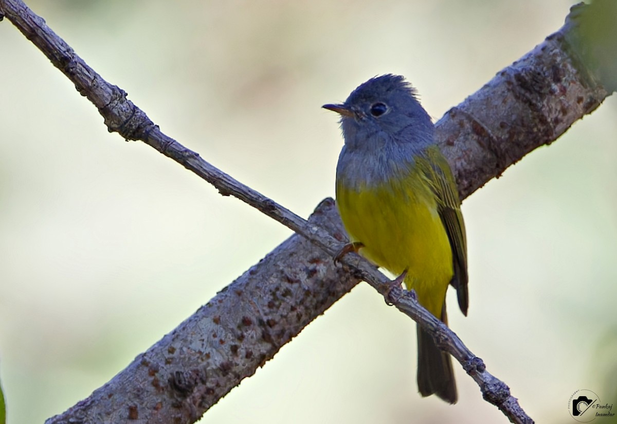 Gray-headed Canary-Flycatcher - ML516437291