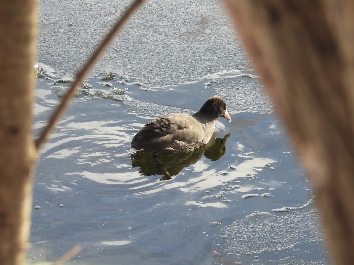 American Coot - C Douglas