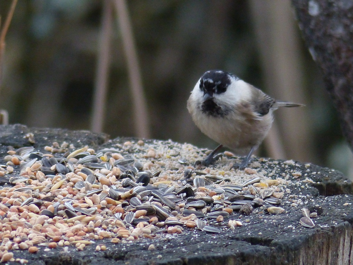 Willow Tit - Coleta Holzhäuser