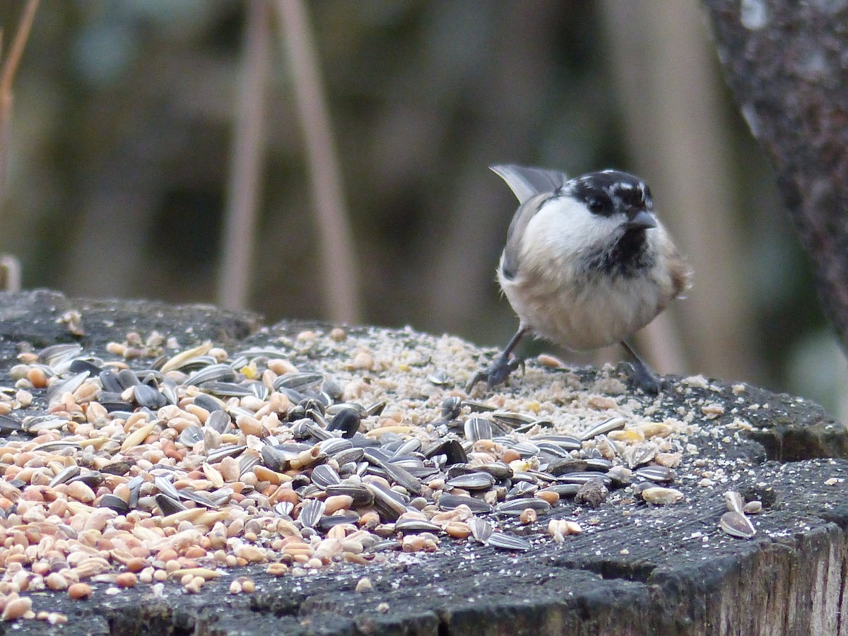 Willow Tit - Coleta Holzhäuser