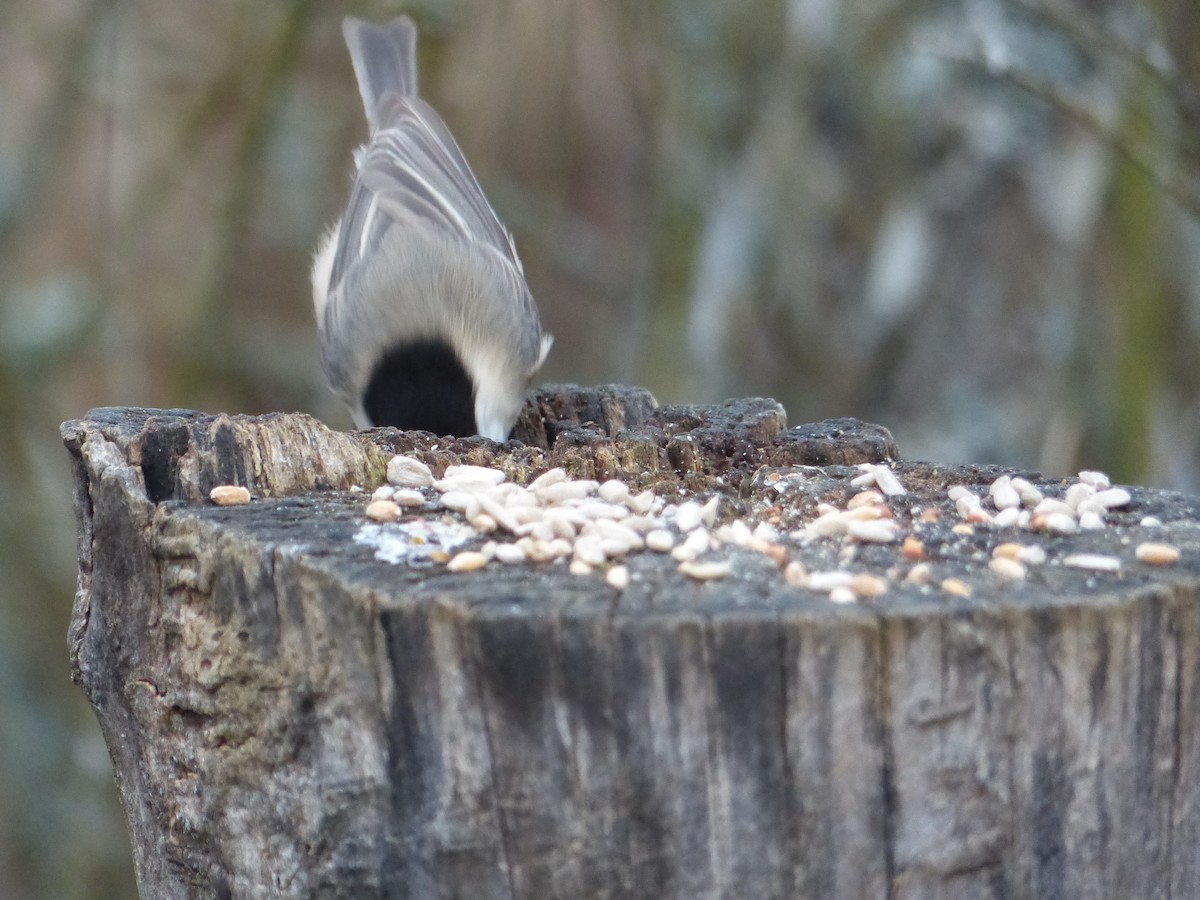 Willow Tit - Coleta Holzhäuser