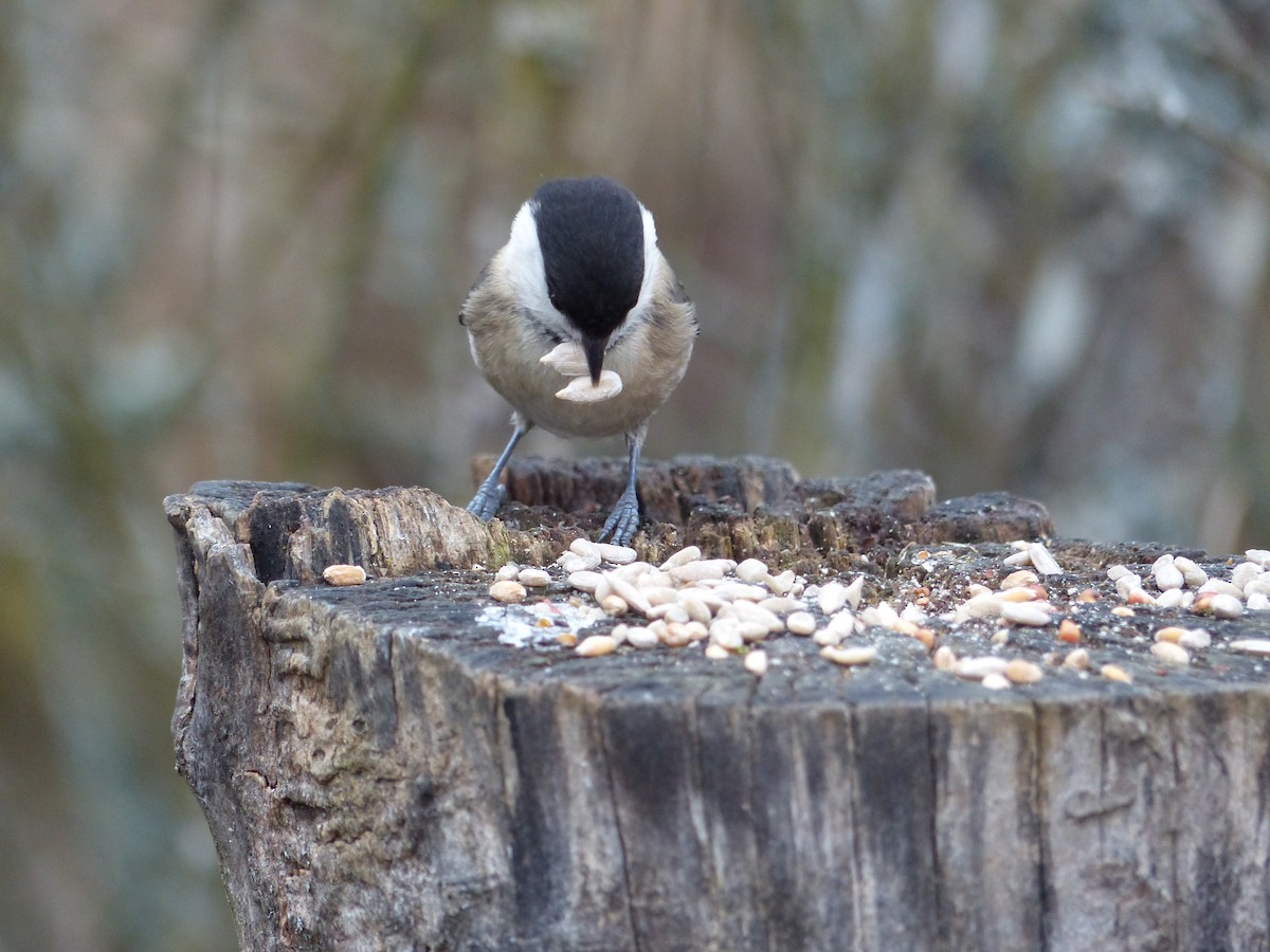 Willow Tit - Coleta Holzhäuser